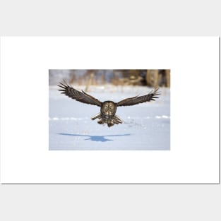 Great Grey Owl in flight Posters and Art